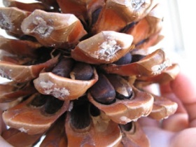 Pignoli in an Open Cone
